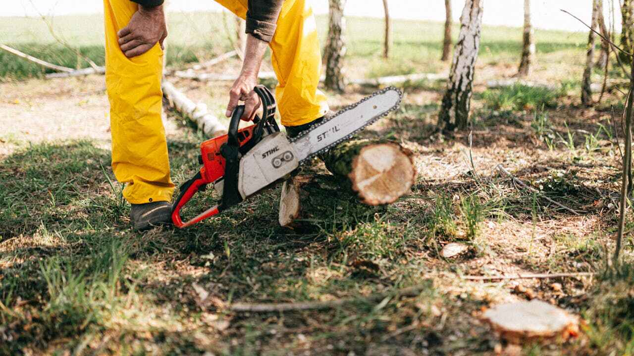 The Steps Involved in Our Tree Care Process in Candler Mcafee, GA